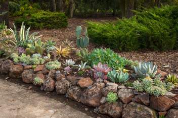 Designing Stunning Succulent Garden Arrangements for Sun-Drenched Patios