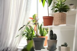 Transform Your Space: Indoor Plants That Boost Air Purity and Style