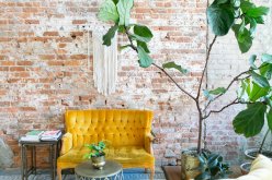 Styling Small Rooms with Large Statement Plants: Practical Tips and Tricks